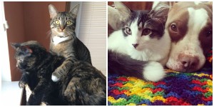 Cassandra's cats and Jackie's cat and dog