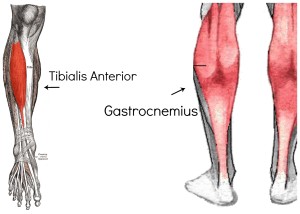 To stop the gastrocnemius (calf) muscle from firing, you have to engage the tibialis anterior muscle.